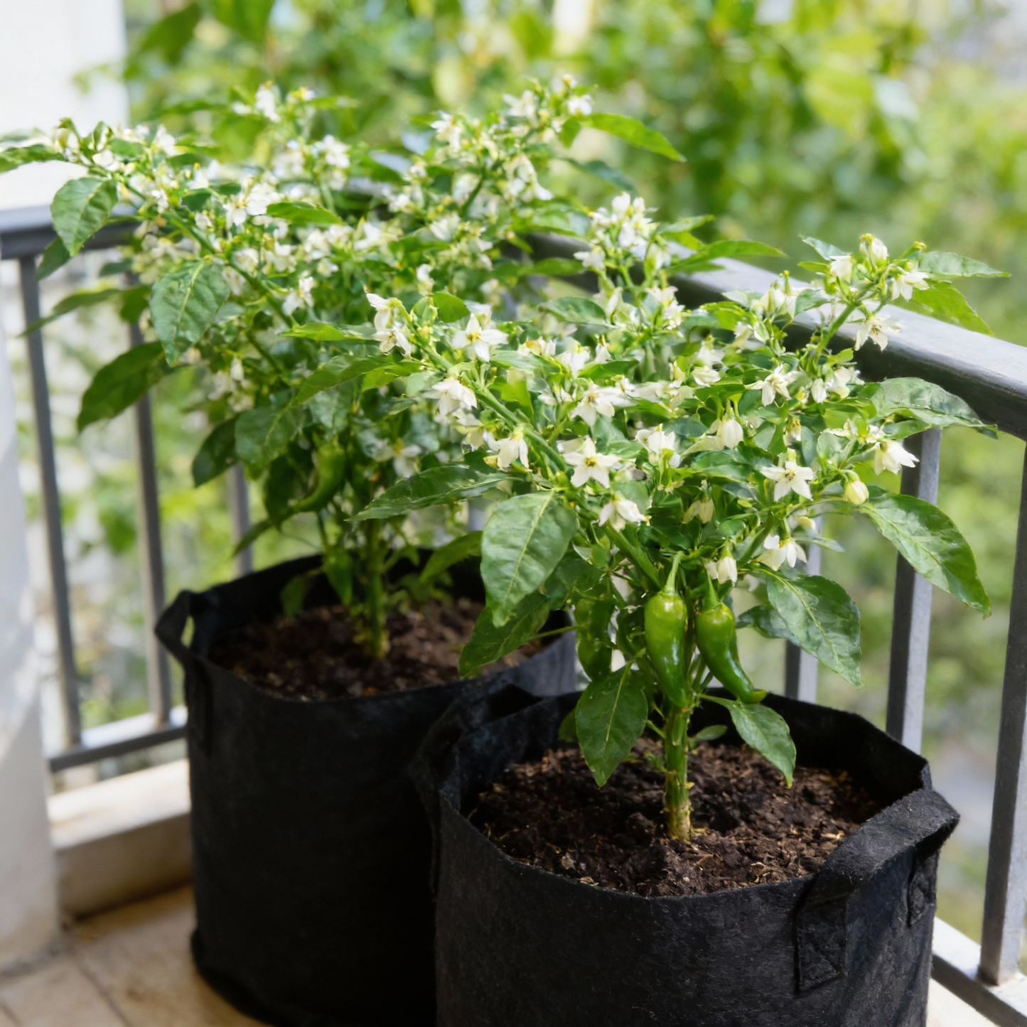 Hot Pepper Biquinho Red Vegetable Seeds for Gardeners Grow Vibrant Spicy Red Peppers