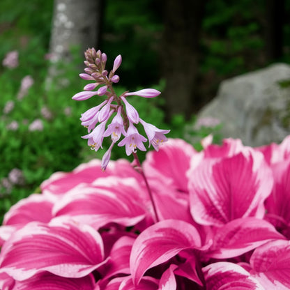 Pink Hosta Seeds – Perennial Bonsai for Indoor & Outdoor Gardens (Pollinator-Friendly)
