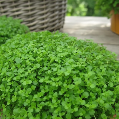 Corsican Mint Seeds – Low-Growing Aromatic Perennial Herb (1000 Seeds)