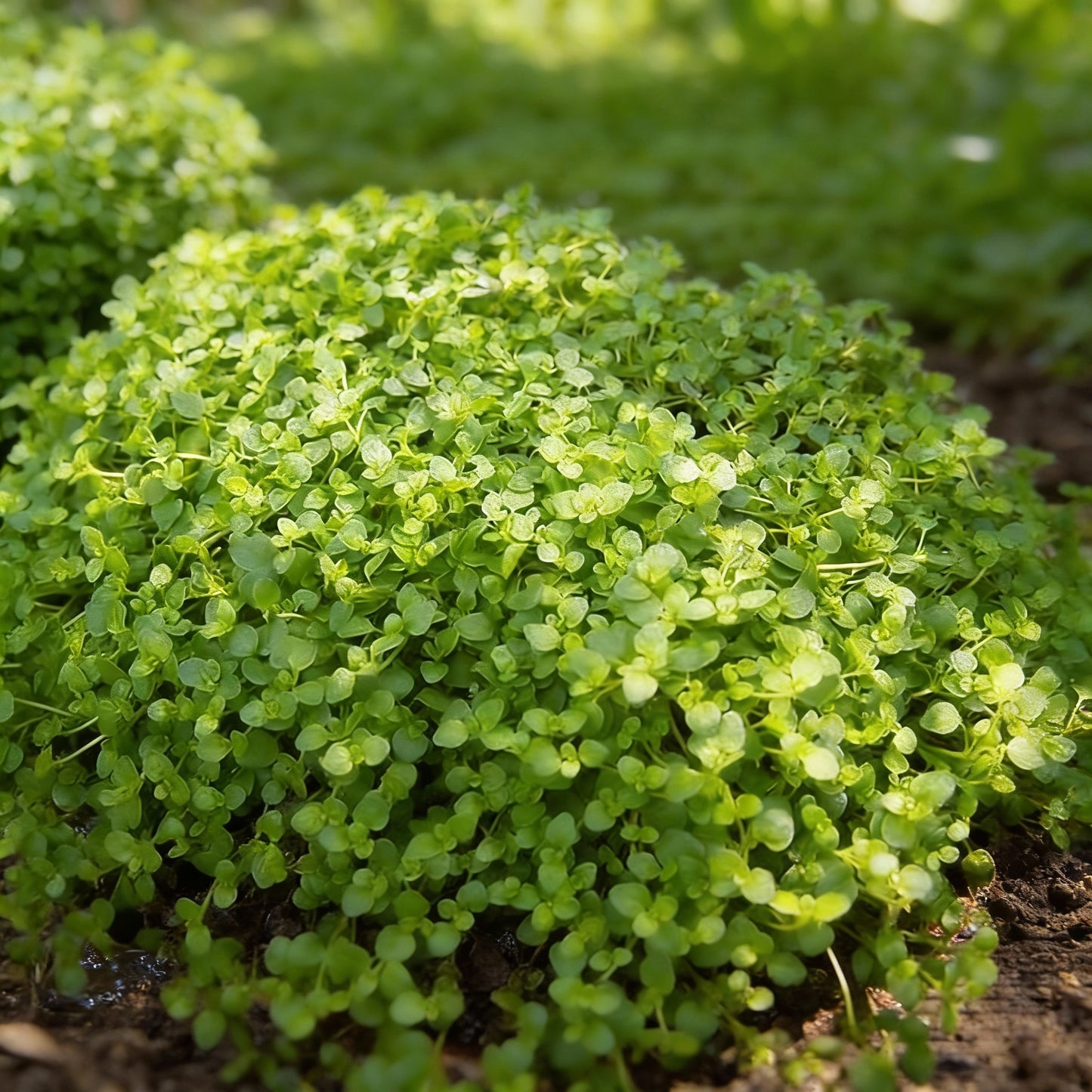 Corsican Mint Seeds – Low-Growing Aromatic Perennial Herb (1000 Seeds)