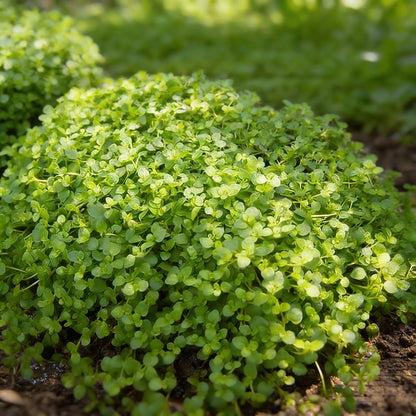 Corsican Mint Seeds – Low-Growing Aromatic Perennial Herb (1000 Seeds)