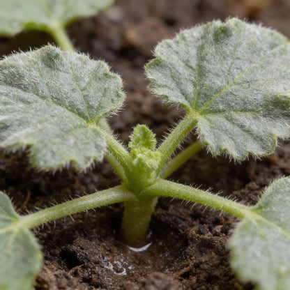 Ecballium elaterium Seeds – Squirting Cucumber Perennial Vine Seeds
