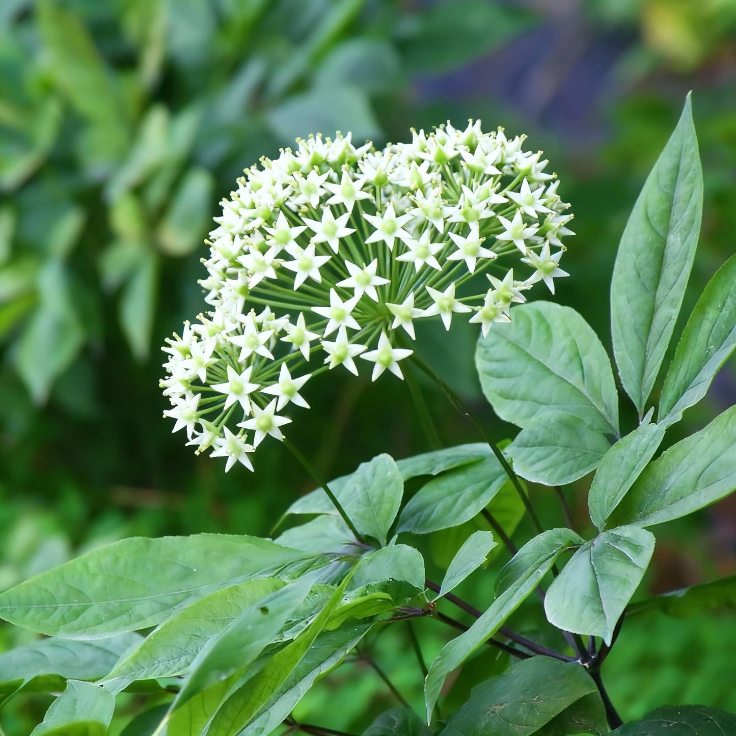 Korean Ginseng Seeds – Panax Ginseng Perennial Herb Seeds