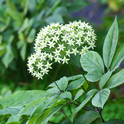 Korean Ginseng Seeds – Panax Ginseng Perennial Herb Seeds