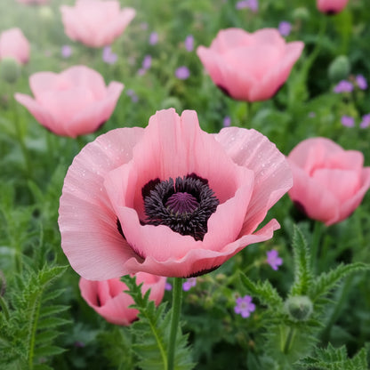 Pink Oriental Poppy Seeds – Herbaceous Perennial with Large Bright Blooms
