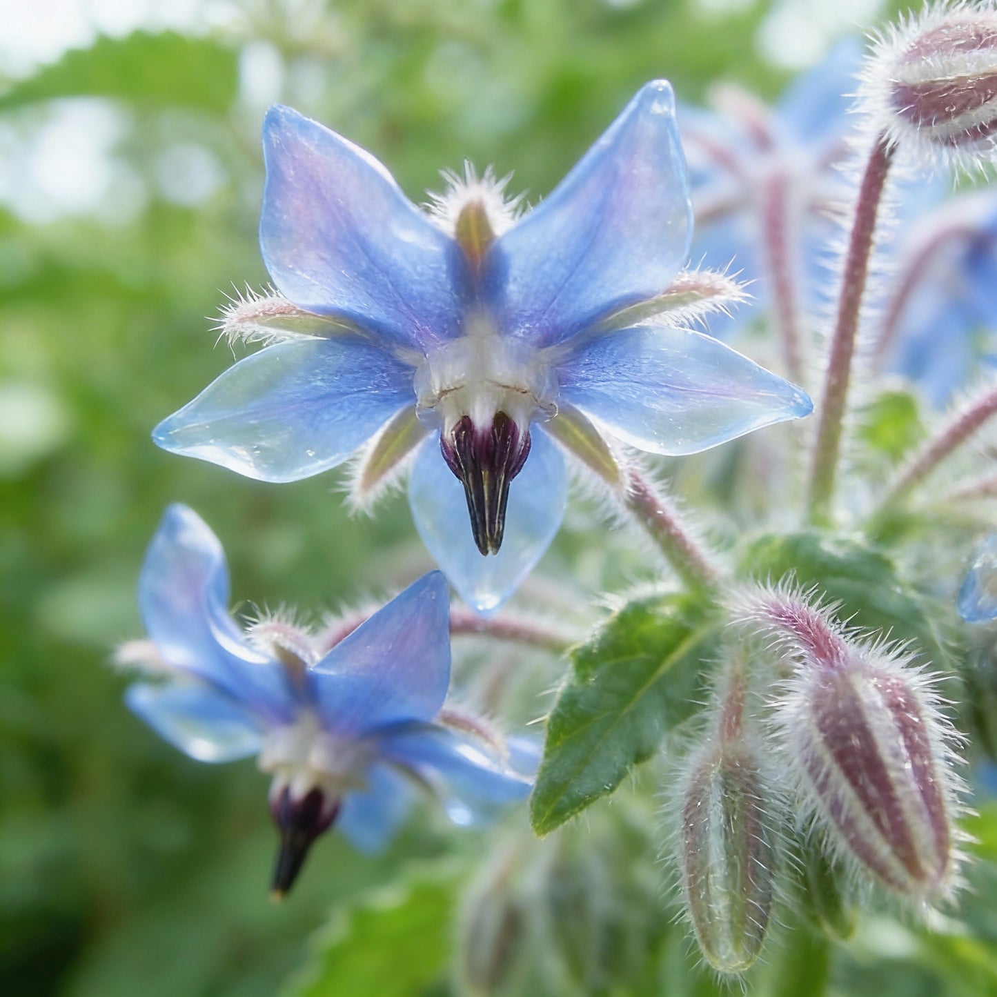 Organic Borage Herb Seeds – Premium Quality Herbal Garden Seeds