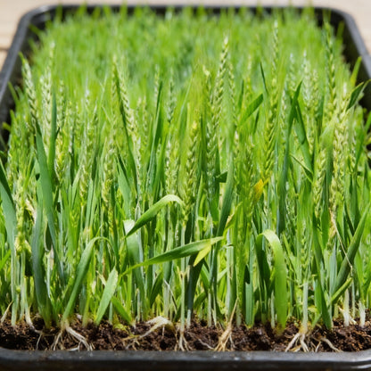 Microgreen Wheat Grass Seeds – Fast-Growing Nutrient-Rich Herb