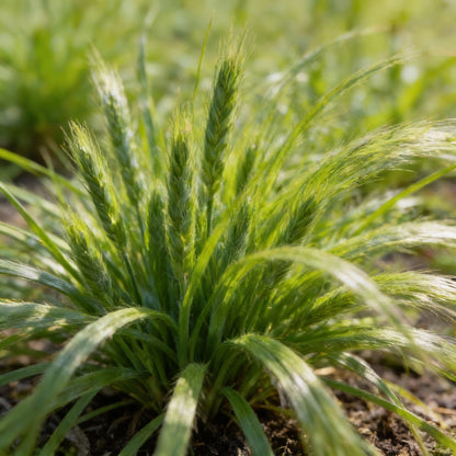 Annual Ornamental Grass Mix Seeds – Vibrant Textured Garden Grasses