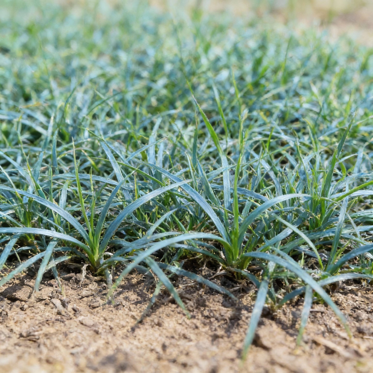 Buffalo Grass Seeds – Bouteloua dactyloides Drought-Tolerant Turf Grass