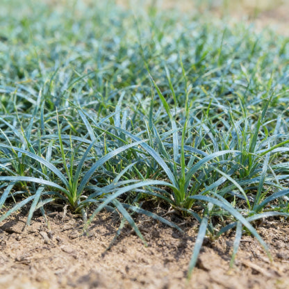 Buffalo Grass Seeds – Bouteloua dactyloides Drought-Tolerant Turf Grass