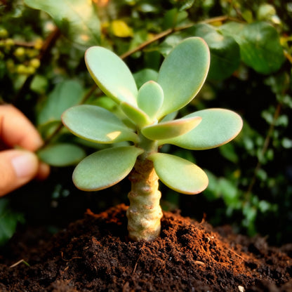 Commiphora Wightii Guggul Myrrh Tree Seeds – Grow Your Own Medicinal Tree