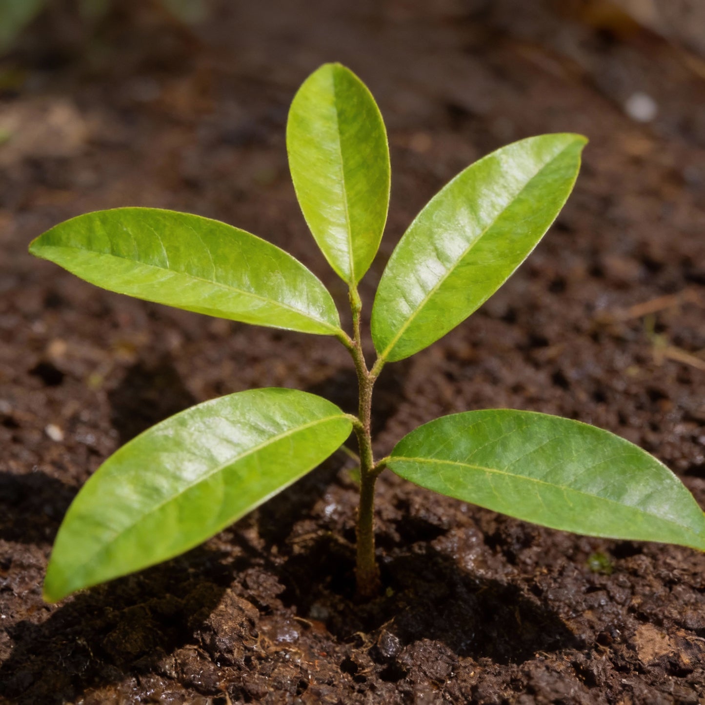 Red Sugar Apple Seeds – Sweet Sop Exotic Custard Apple Fruit Seeds