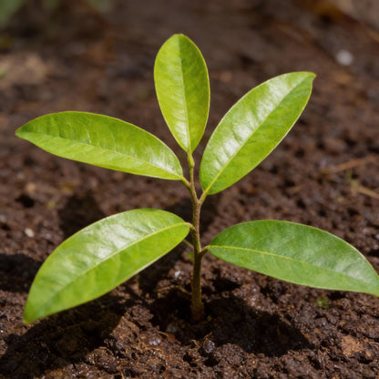 Red Sugar Apple Seeds – Sweet Sop Exotic Custard Apple Fruit Seeds