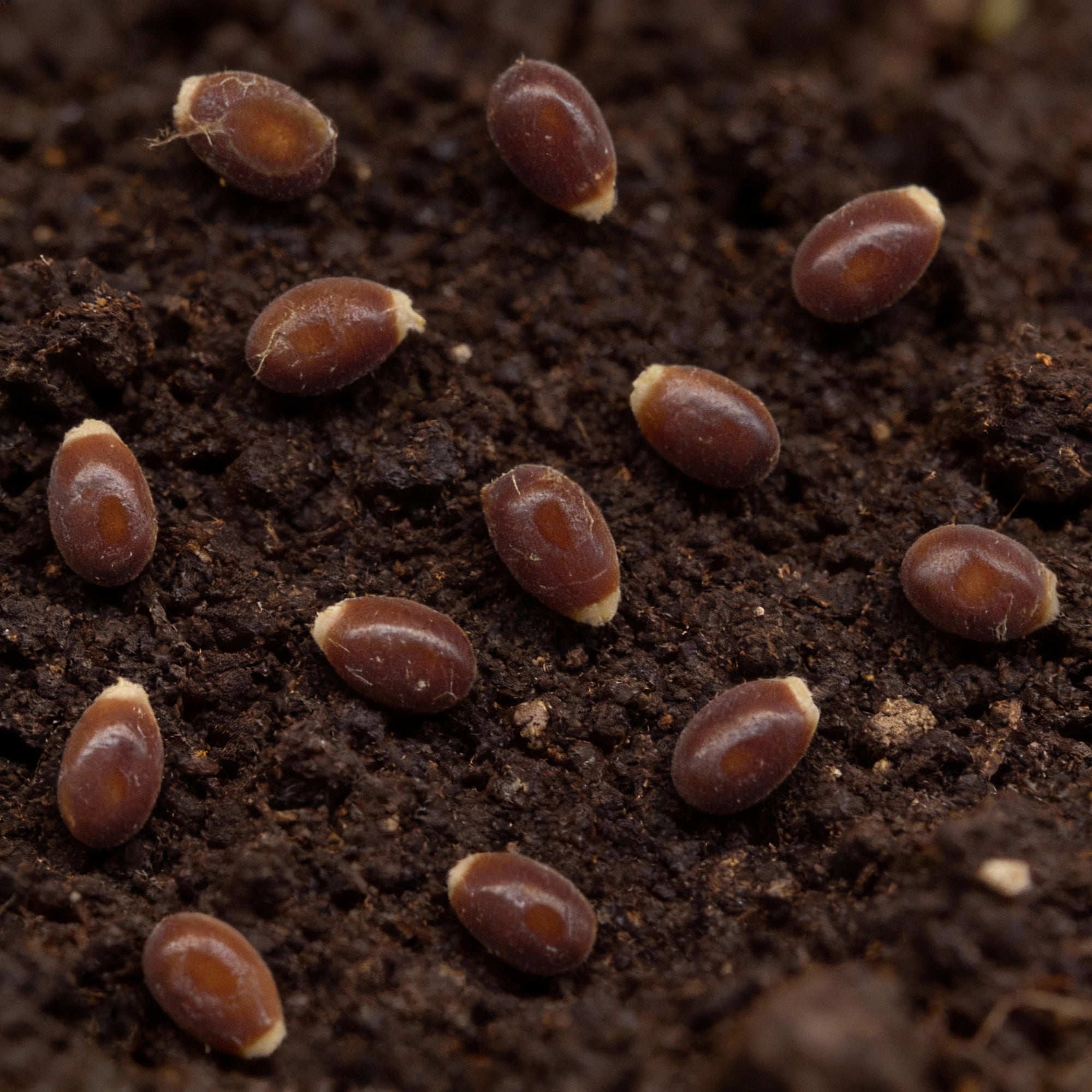 ecballium-elaterium-seeds-squirting-cucumber-perennial-vine-seeds