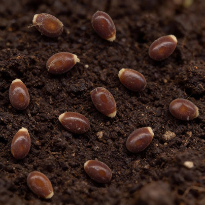 Ecballium elaterium Seeds – Squirting Cucumber Perennial Vine Seeds