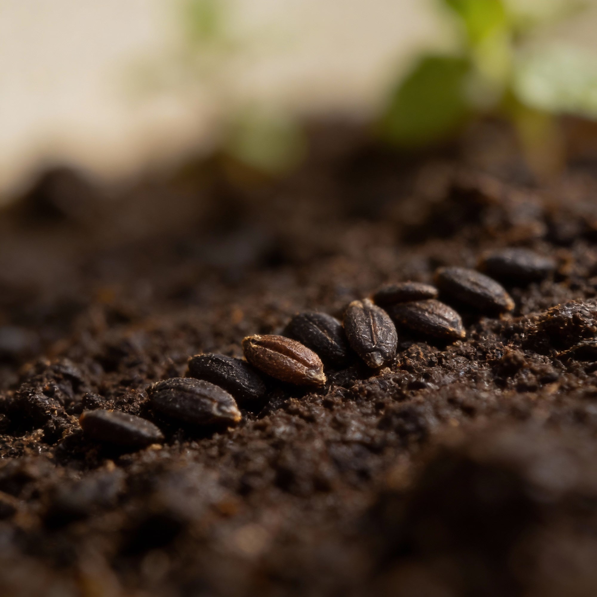 vana-tulsi-seeds-organic-holy-basil-aromatic-medicinal-herb