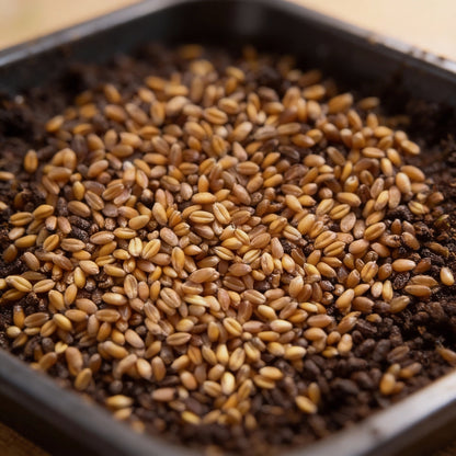 Microgreen Wheat Grass Seeds – Fast-Growing Nutrient-Rich Herb
