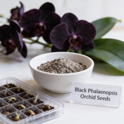 Black Phalaenopsis Orchid Flower Seeds (100 PCS)