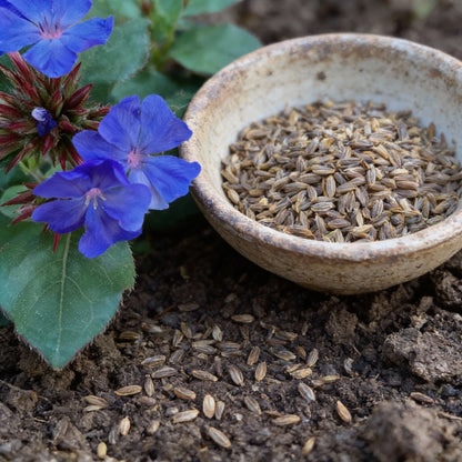Ceratostigma Plumbaginoides (Blue Leadwort) Flower Seeds – 100 pcs