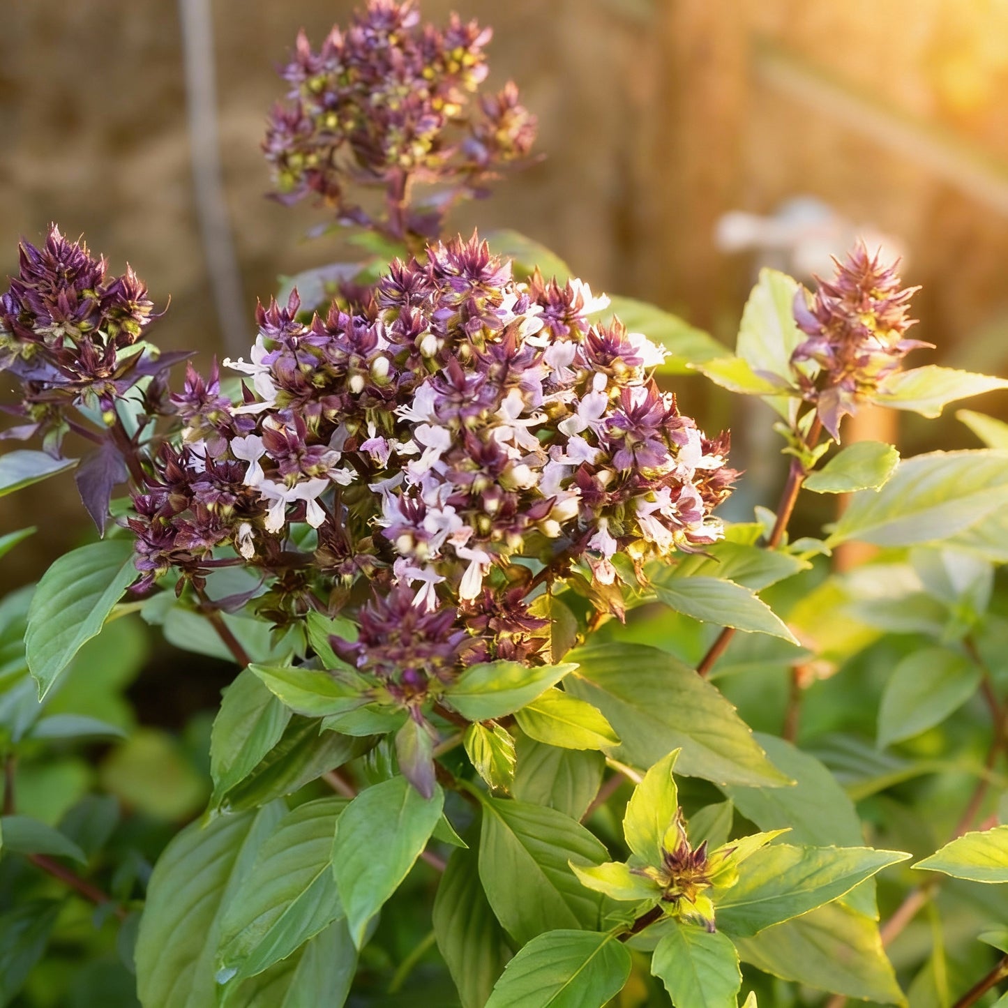African Blue Basil Seeds – Aromatic, Pollinator-Friendly Culinary Herb