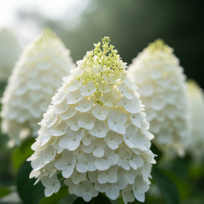 Hydrangea Paniculata Seeds – PeeGee Hydrangea Fast-Growing Flowering Shrub