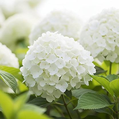 Hydrangea Annabelle Flower Seeds – Showy White Blooms Easy to Grow