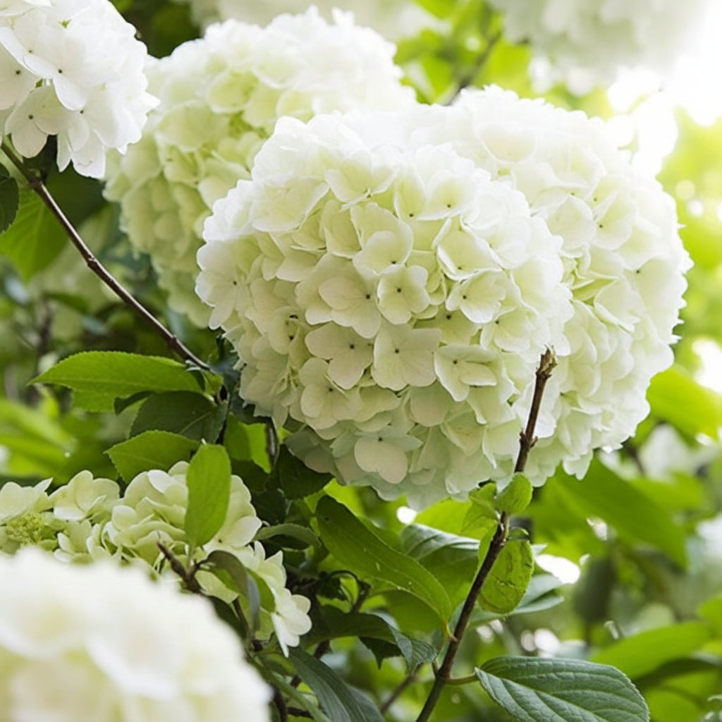Hydrangea Annabelle Flower Seeds – Showy White Blooms Easy to Grow