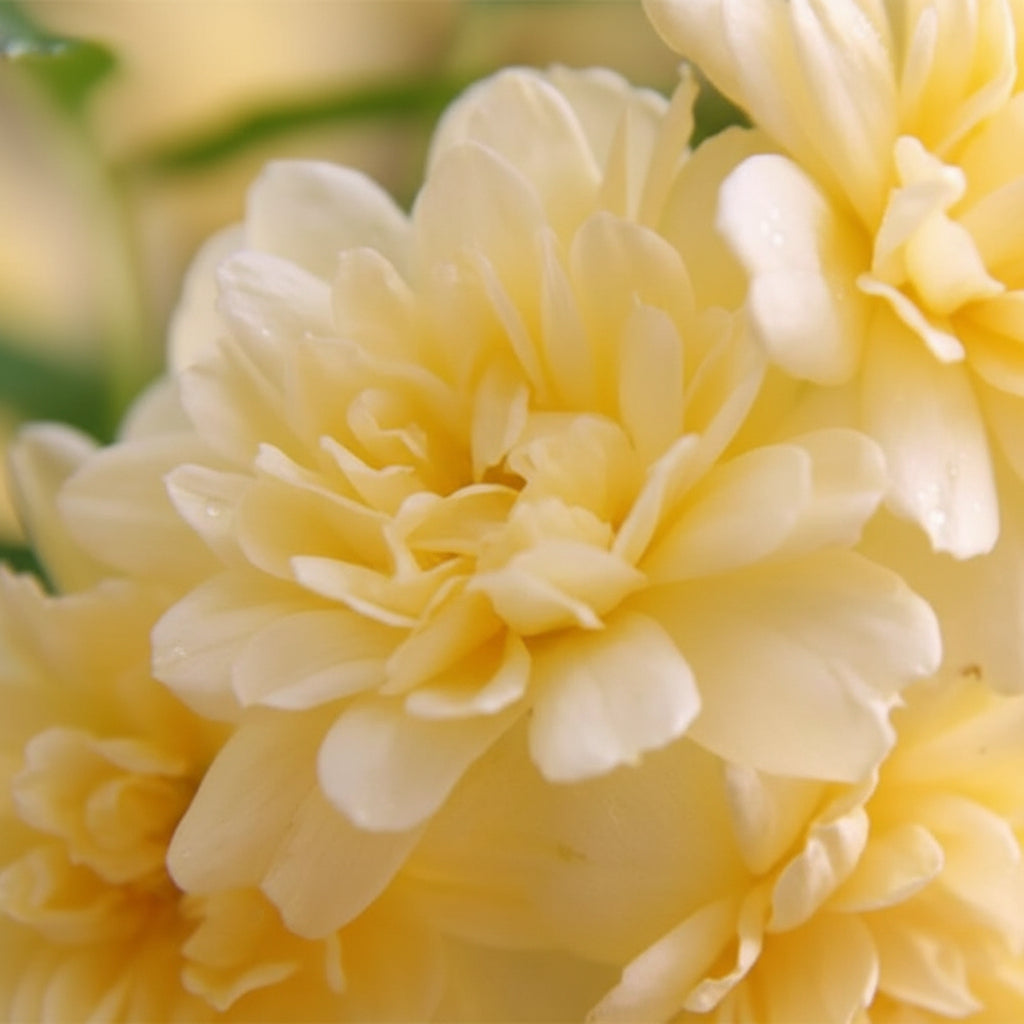 Rosa Banksiae Flower Seeds – Lady Banks Yellow Climbing Rose Seeds