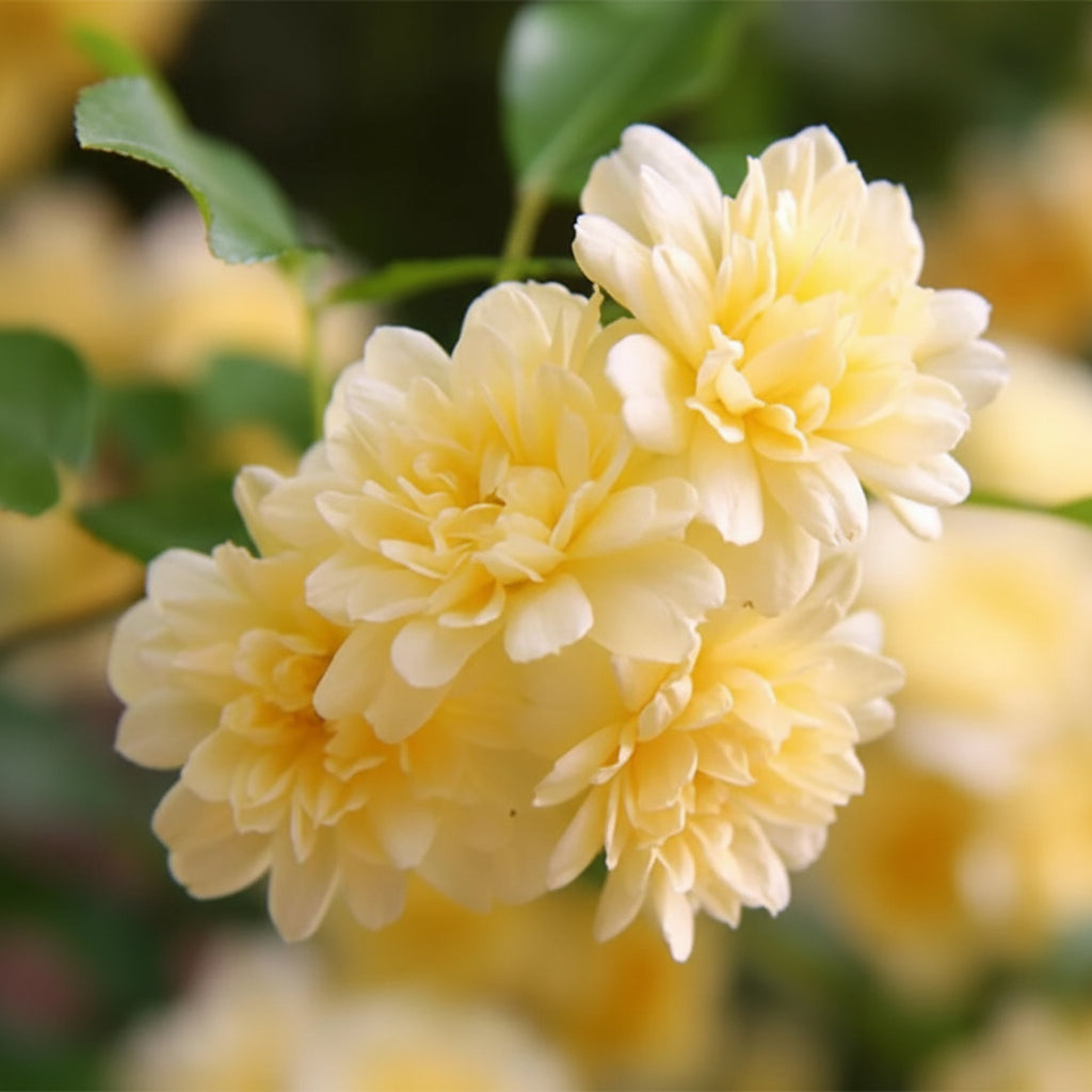 Rosa Banksiae Flower Seeds – Lady Banks Yellow Climbing Rose Seeds