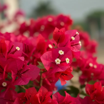 Red Bougainvillea Flower Seeds – Vibrant Climbing Ornamental Blooms