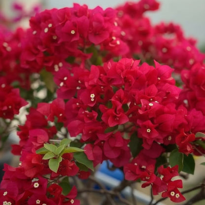 Red Bougainvillea Flower Seeds – Vibrant Climbing Ornamental Blooms