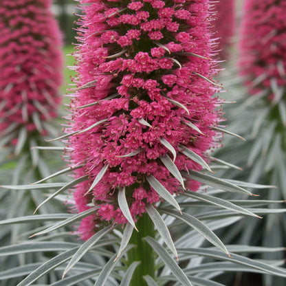 Echium Pink Poker Flower Seeds – Exotic Spiked Blooms for Ornamental Gardens