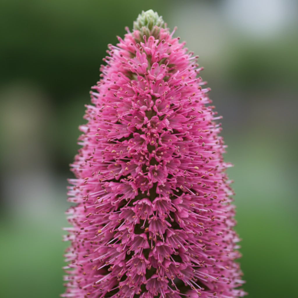 Echium Pink Poker Flower Seeds – Exotic Spiked Blooms for Ornamental Gardens