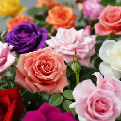 Mixed Rose Seeds for Planting – Vibrant Blooms for Home Garden (50 Seeds)