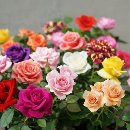 Mixed Rose Seeds for Planting – Vibrant Blooms for Home Garden (50 Seeds)