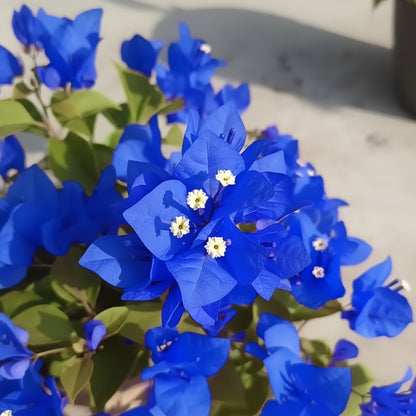 Bougainvillea spectabilis Flower Seeds – Vibrant Climbing Ornamental Blooms (100 Pcs)