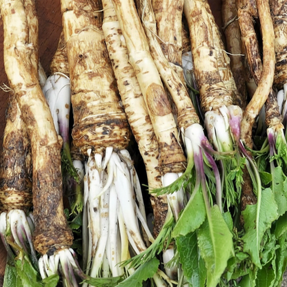 Horseradish Seeds (Armoracia rusticana) – 200 pcs Garden Vegetable Seeds for Planting