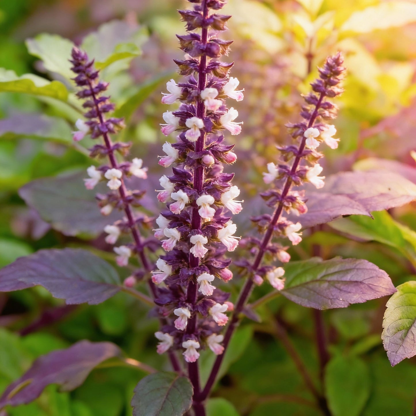 Krishna Tulasi Herb Seeds – Sacred & Medicinal Plant Seeds