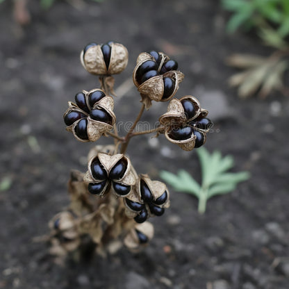 Premium Paeonia Tenuifolia Fern-Leaf Peony Seeds