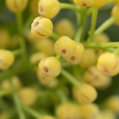 Premium Aglaia Odorata Flower Seeds (30 Pcs) – Fragrant Golden Blooms