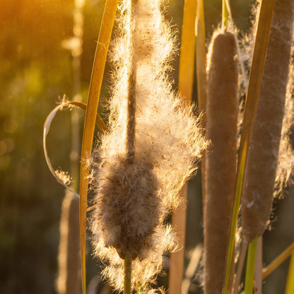 Cattail Seeds – Typha latifolia Broadleaf Perennial Wetland Plant (2000 Seeds)