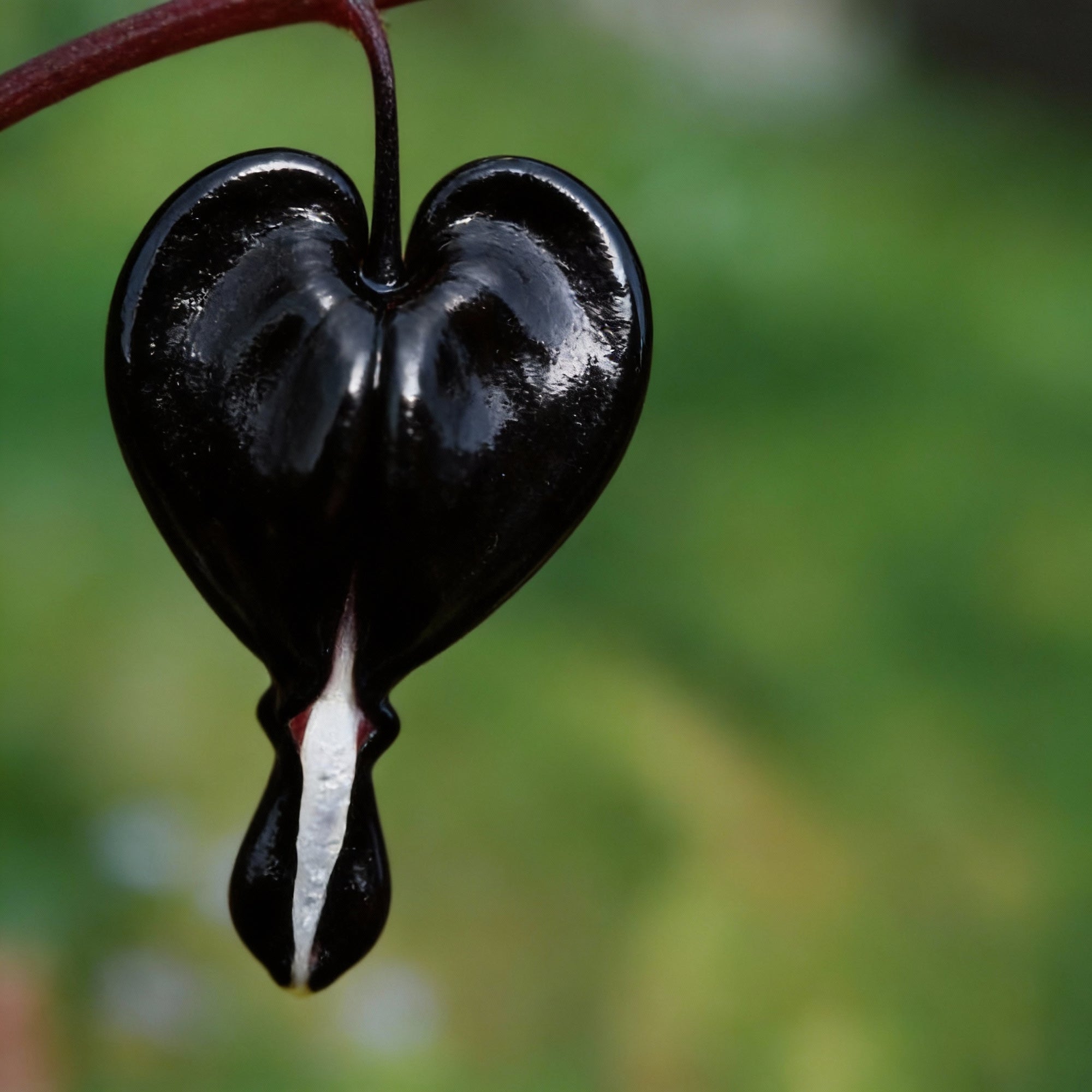 black-bleeding-heart-flower-seeds-rare-perennial-shade-blooms