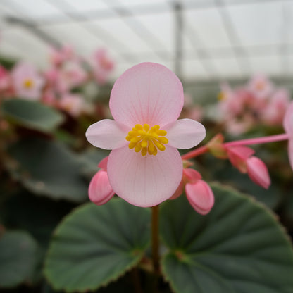 Begonia Grandis subsp. Evansiana Seeds – Elegant Shade-Loving Perennial