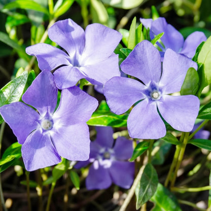 Periwinkle Seeds – Evergreen Ground Cover Flowers for Borders & Landscapes