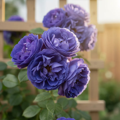 Blue Climbing Rose Flower Seeds