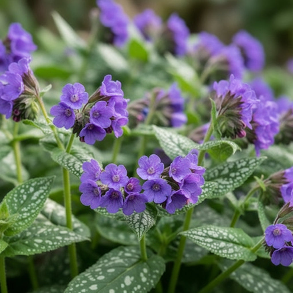 Blue Pulmonaria (Lungwort) Flower Seeds for Planting