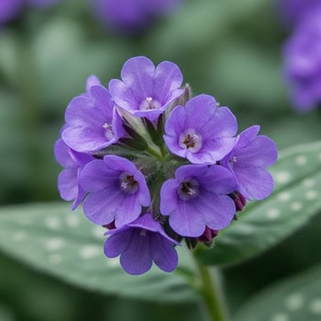Blue Pulmonaria (Lungwort) Flower Seeds for Planting
