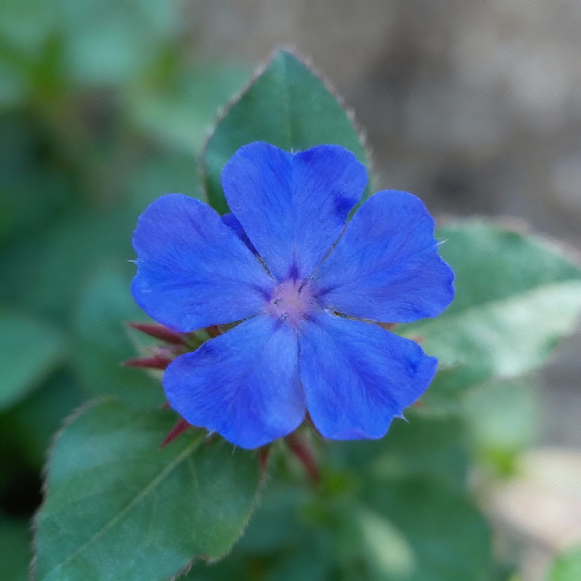 ceratostigma-plumbaginoides-blue-leadwort-flower-seeds-100-pcs
