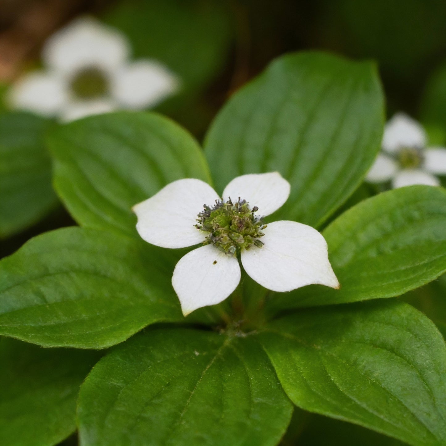 Bunchberry Flower Seeds (Cornus canadensis)