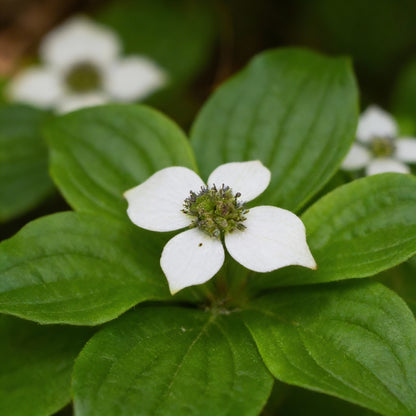 Bunchberry Flower Seeds (Cornus canadensis)